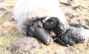 Annas schwere Geburt DSC02965.JPG